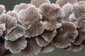 waaiertje (Schizophyllum commune) 11-2024 1785